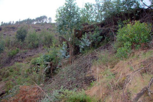 Afloramento rochoso, onde ainda resistem alguns eucaliptos e mimosas