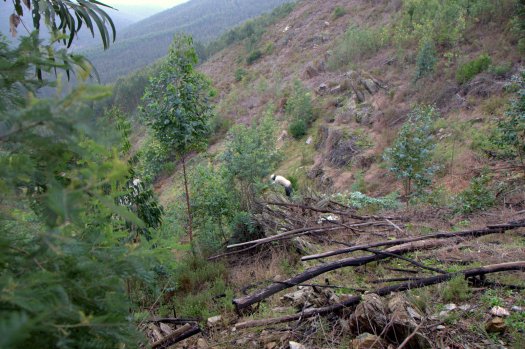 Corte de eucaliptos e mimosas
