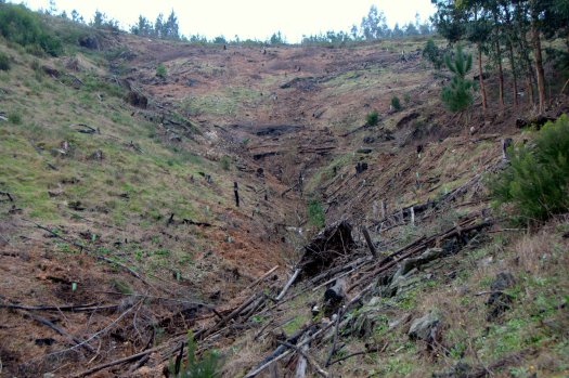 Pelo final da tarde, toda esta área estava plantada