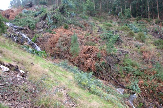 Perspectiva da área plantada, abaixo dos afloramentos