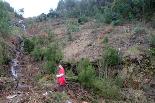 Perspectiva da área plantada, do caminho novo