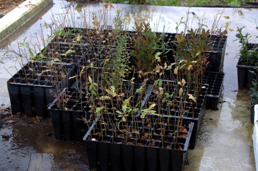 Carvalhos, medronheiros, sobreiros e castanheiros