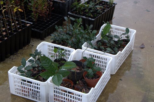 Azevinhos, sabugueiros, e até uma nespereira!