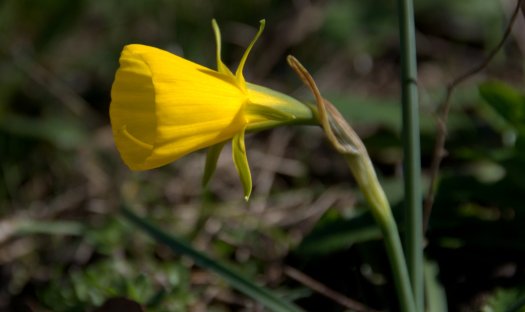 Narcisus bulbocodium (campainhas amarelas) em flor