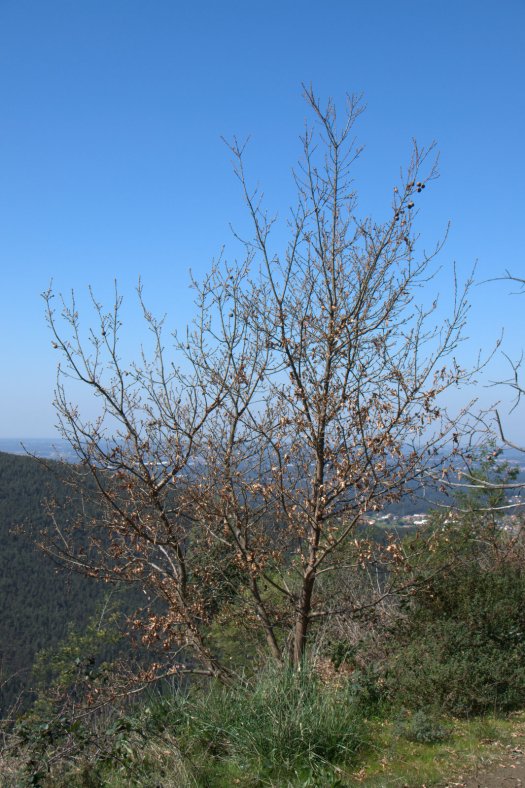 Carvalho (com origem em rebentação de toiça) cuidado