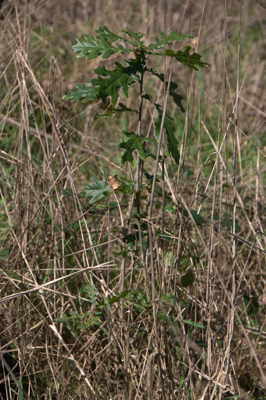 Carvalho de origem seminal