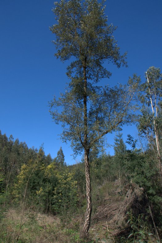 Sobreiro sobrevivente ao incêndio de 2005