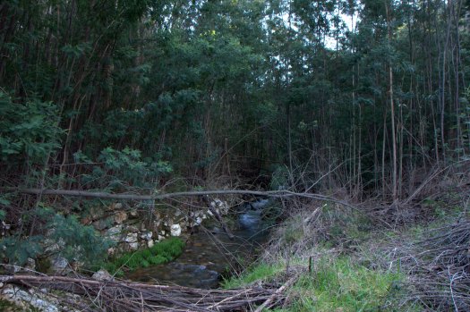 Perspectiva do ribeiro, para montante da área trabalhada
