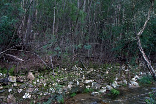 Antigos muros de pedra, laboriosamente construídos, mas agora servindo de suporte às mimosas