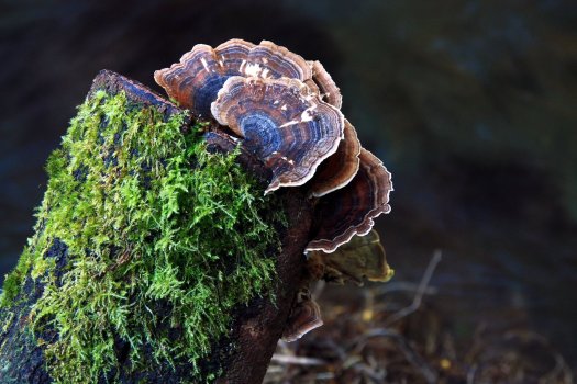 Trametes versicolor, segundo o nosso biólogo de serviço