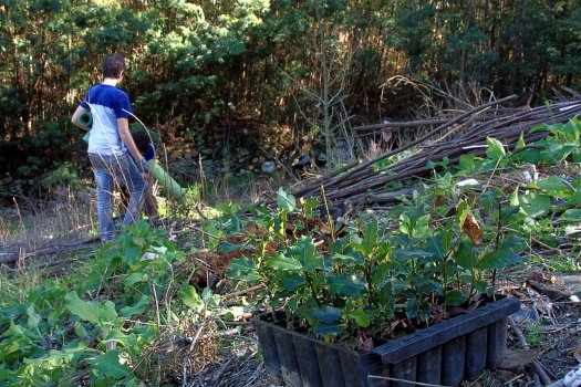 Azevinhos a plantar, em primeiro plano