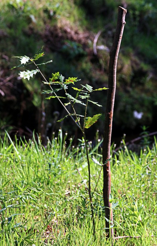 Carvalho de origem seminal (sementeira de 2012)