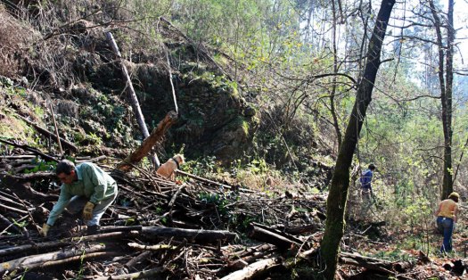 Arrumação de lenha na leira a montante