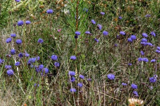 batón-azul, na Primavera, no Cabeço Santo