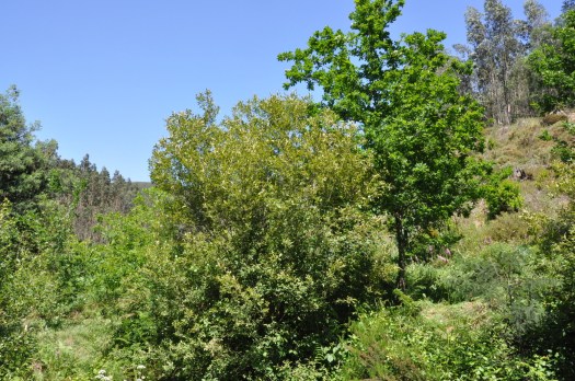 Salgueiros e carvalhos: duas espécies que estruturam ecologicamente esta paisagem