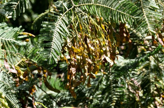 As mimosas, mesmo com poucos anos, já produzem sementes em abundância