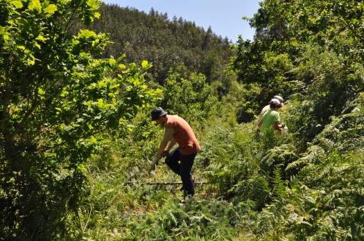 Corte e desmontagem de uma mimosa