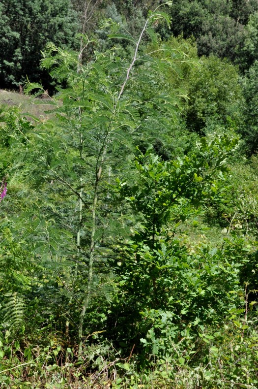 Rebentos de mimosa com um ano, carvalho com 4 anos...