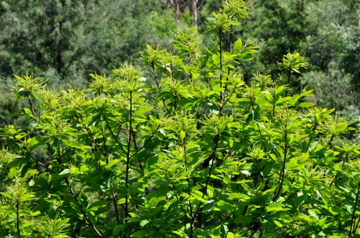 Castanheiro iniciando a sua floração