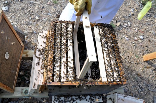 Instalação de um enxame numa colmeia lusitana