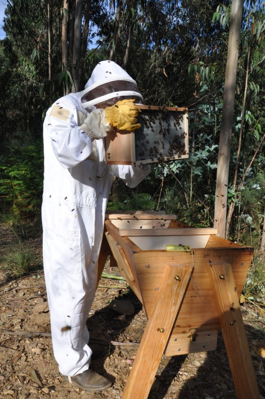 Instalação de um enxame numa colmeia hTBH