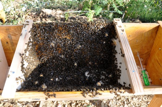 Abelhas no espaço do ninho