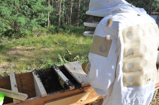 Colocação das barras de suporte dos favos