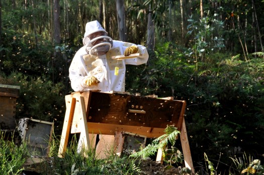 Colocação da rainha