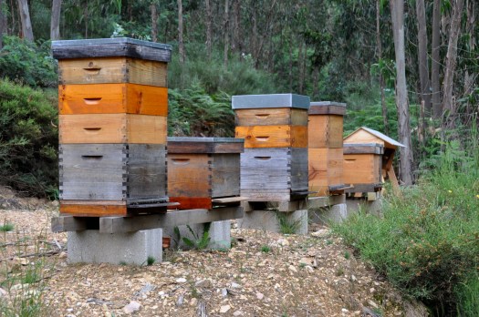 Apiário do Cabeço Santo no dia seguinte à instalação dos enxames