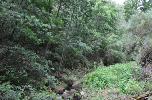 Ribeiro a montante do Vale de Barrocas