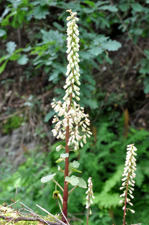 Umbigo-de-Vénus (Umbilicus rupestris)