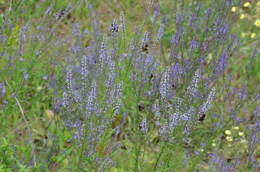 Anahrrinum bellidifolium atraindo abelhões