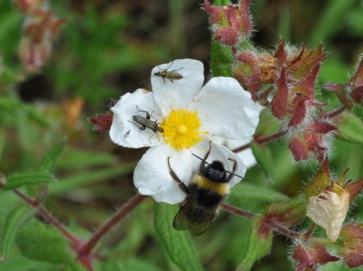 Flor de Cistus salvifolius