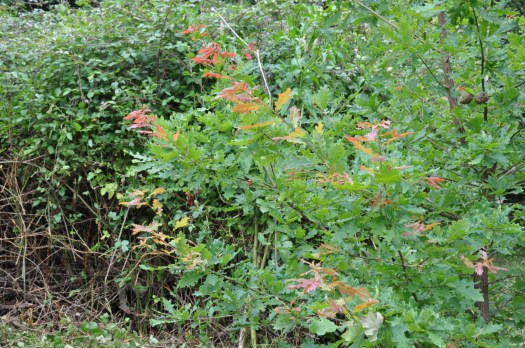 Os carvalhos lançam vigorosos rebentos