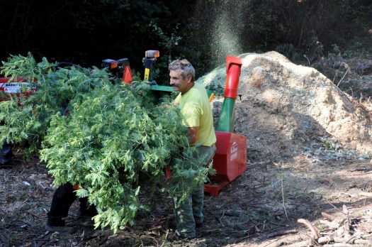 Trituração da ramada de mimosa