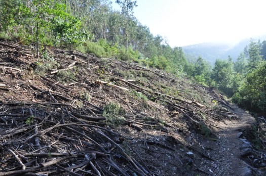 Espaço disponível para novas plantações no próximo Inverno