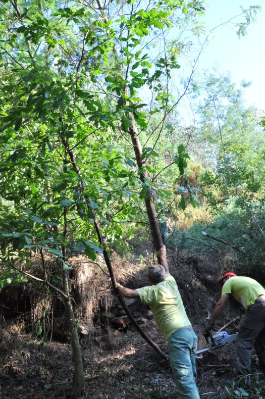 Abate das mimosas. Já há também carvalhos grandes no local