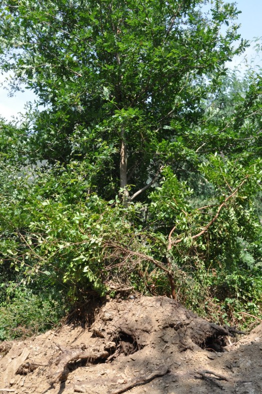 Árvore de rebentação, com mais de 5 m de altura, deixada com metade das raízes à vista