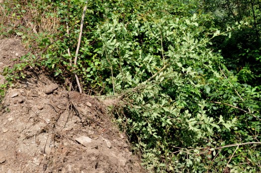 Árvore (que estava junto ao caminho) derrubada