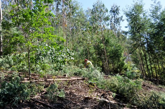 Avanço dos trabalhos na encosta