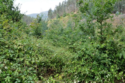 O silvado cresceu de forma explosiva este ano aproveitando-se das árvores plantadas para trepar