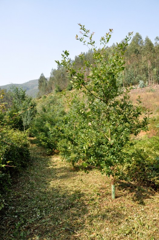 A mesma perspectiva da foto anterior, após um trabalho de motorroçadora