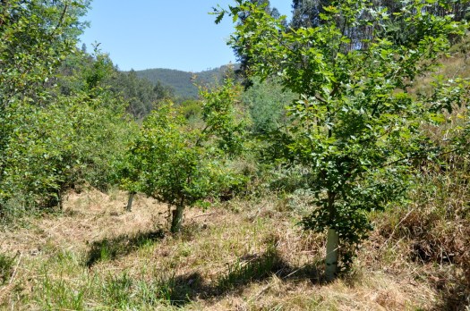 Carvalhos, também plantados em 2010