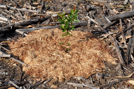 Aplicação de ramada triturada fresca em torno de um medronheiro