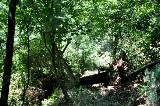 A última mimosa a cair, numa paisagem já bem diferente daquela em que foi queimada
