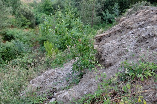 Árvore (a alguns metros do caminho) tombada pelo aterro lançado pela encosta