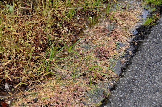Valeta com água (e plantas aquáticas) atingida por herbicida (Feridouro)