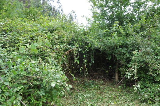 Mesmo um carvalho com mais de 5 metros de altura viu-se cercado e acossado