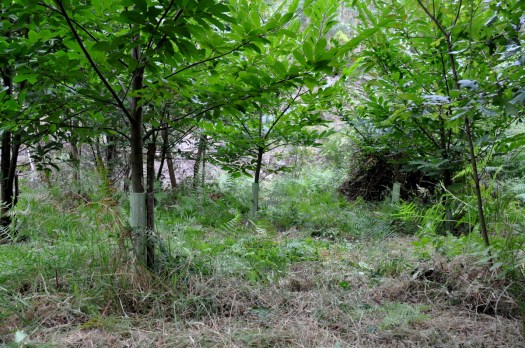 Estas árvores, plantadas em 2010, apresentam este ano um vigor acrescido