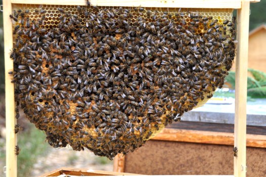 Favo natural, criação em baixo, reservas de mel em cima. Este contém a rainha. (Onde está?)